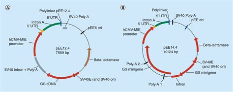 Figure 2 from The use of glutamine synthetase as a selection marker ...