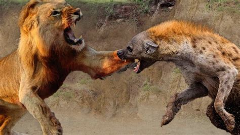 AMAZING: Lion vs Hyena Real Fight Attack - Lion Hyena Elephant Wild Dog Buffalo - YouTube