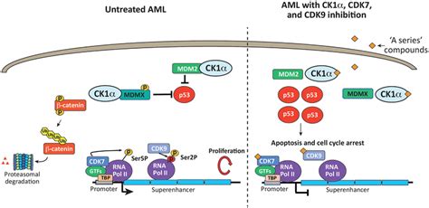 Activating p53 and Inhibiting Superenhancers to Cure Leukemia ...