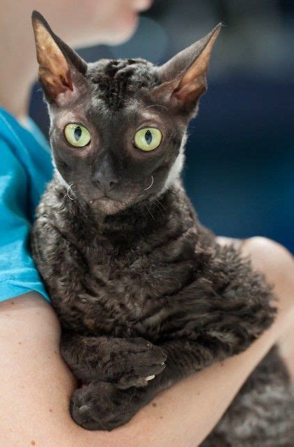 39 Best Cornish Rex cats ideas | cornish rex, cats, cornish rex cat