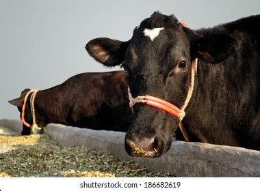 Indian Buffalo Dairy Farm Photos and Images & Pictures | Shutterstock