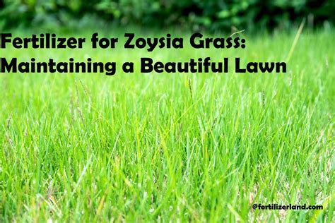 Fertilizer for Zoysia Grass: Maintaining a Beautiful Lawn Complete Guide