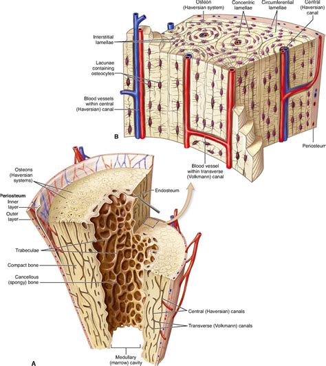 Microscopic Structure Of Compact Bone - cloudshareinfo