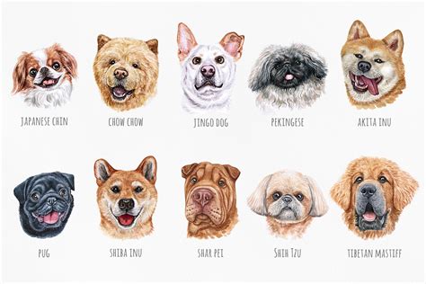 Asian dog breeds. Watercolor 10 dogs illustrations By Susik Shop ...