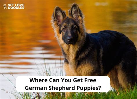 Where Can You Get Free German Shepherd Puppies? (2024) - We Love Doodles