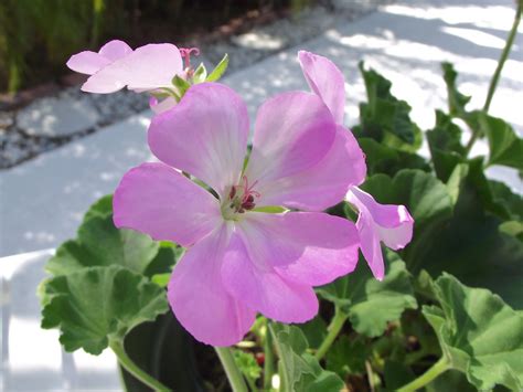 A WHITEWASHED COTTAGE: Pink Geraniums