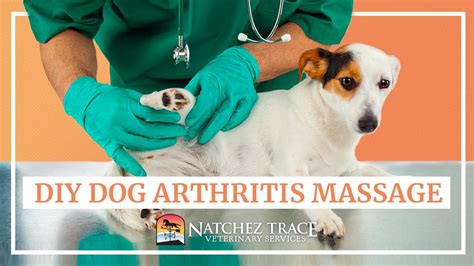 Easy DIY Dog Arthritis Massage at Home - Marc Smith DVM - YouTube