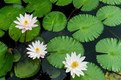 21 best Aquatic Plants images on Pinterest | Aquatic plants, Water plants and Lotus flower