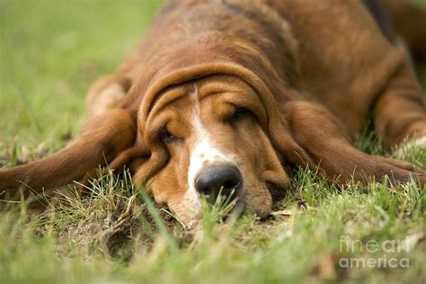 Basset Hound Sleeping Photograph by Jean-Michel Labat