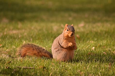 Signs of Wildlife Animal & Pest Infestation | Ann Arbor