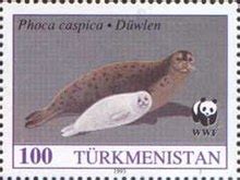 Caspian seal - Wikipedia