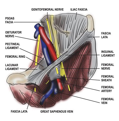 Anatomy Abdomen And Pelvis Femoral Sheath Article | The Best Porn Website