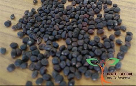 Dodonaea Viscosa Seeds at Best Price in Dehradun | Sugatu Global