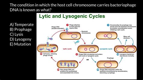 Bacteriophage life cycle - YouTube