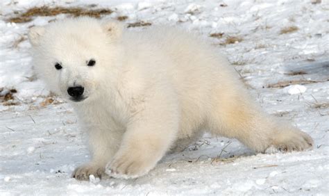 Fotos - Baby Polar Bear