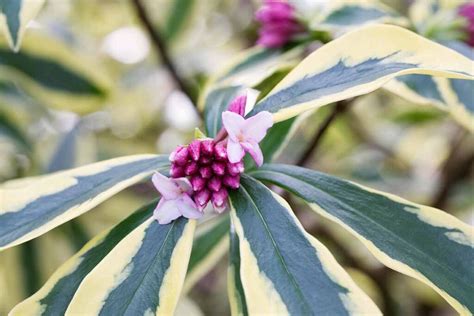 How to Grow and Care for Winter Daphne | Gardener’s Path