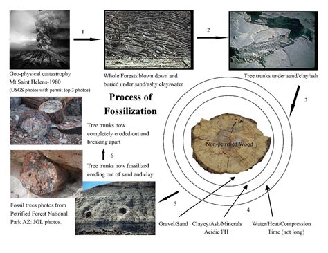 Evidence For Rapid Complete or Partial Fossilization - Defending the Christian Faith