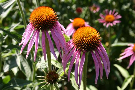 Silver Falls Seed Company - Coneflower - Purple