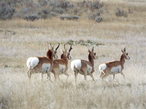 Women Hunters Have a Great Pronghorn Hunt – Sheridan Media