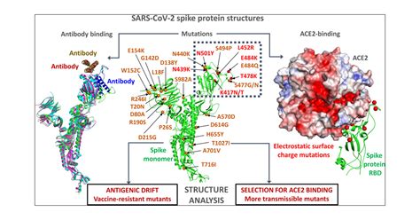 Structure and Mutations of SARS-CoV-2 Spike Protein: A Focused Overview ...