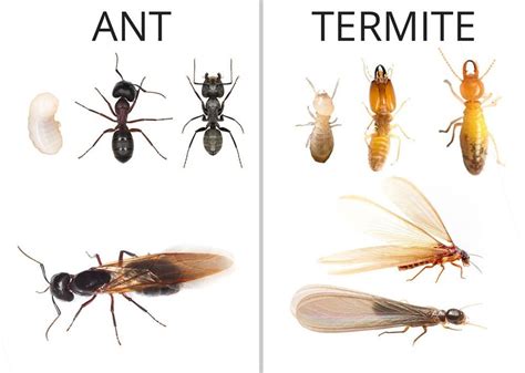 Termites Vs Carpenter Ants