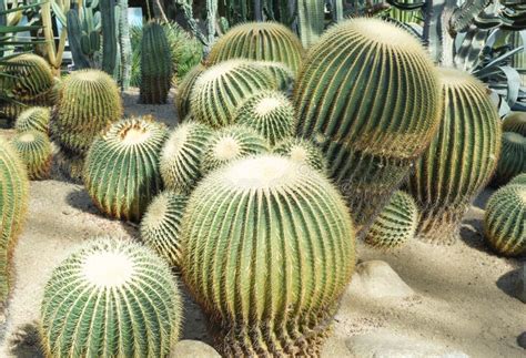 Huge Round Cacti Grow in Sand in the Botanical Garden. Stock Photo - Image of sand, thorn: 270105702