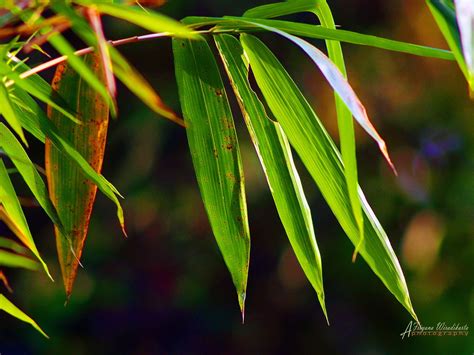 Gambar Daun Bambu Kartun - Mila Kartun