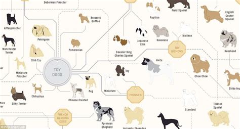 a dog's life cycle is shown in this graphic diagram, which shows how many dogs