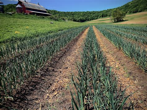 Pin by Tamarack Garlic Farm on Farm Photos in 2020 | Farm photo, Farmland, Farm