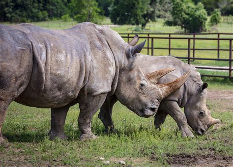 Southern White Rhinoceros – Fossil Rim Wildlife Center