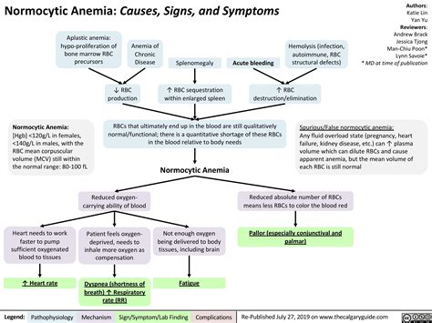 Normocytic Anemia | Calgary Guide