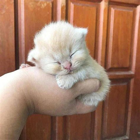 sleepy kitten We've put together some of the best, the cutest and the ...