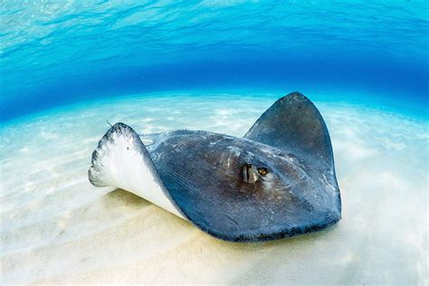 Swimming with Stingrays, Yay or Nay? | Travel For Wildlife