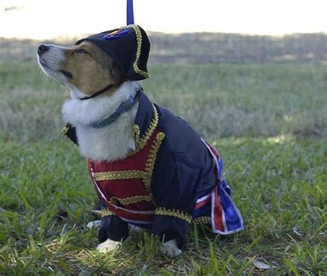 The Only Cute Corgi Halloween Costume Post (90 pics) - Izismile.com