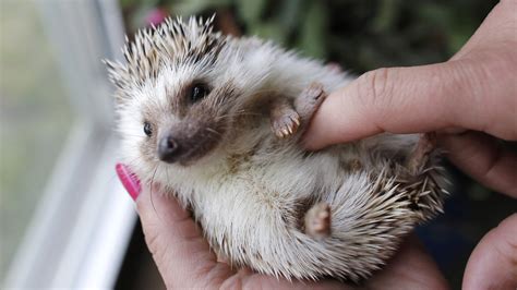 Calling all hedgehog lovers! TODAY wants to see your unusual pets