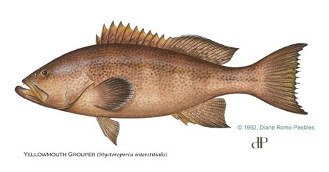 Groupers | FWC