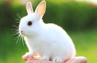 70+ White Bunny Names From Sweet to Creative | LoveToKnow Pets