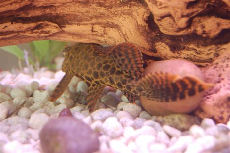 Sailfin Pleco | Fish pet, Pets, Fish