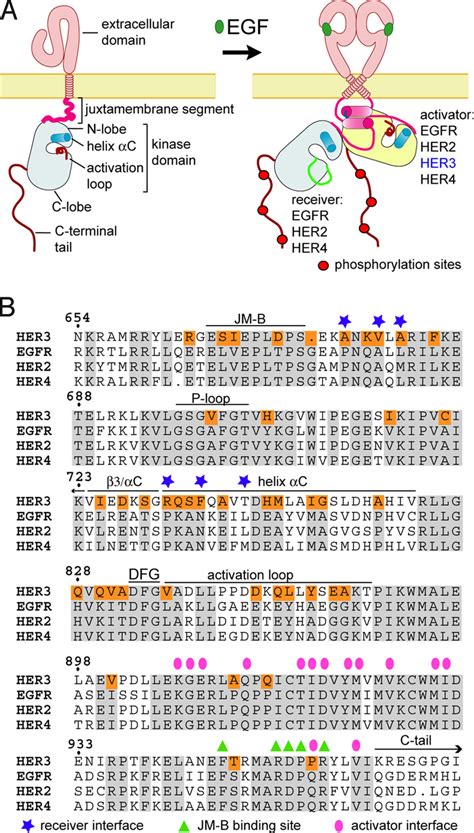 Egfr Protein Structure