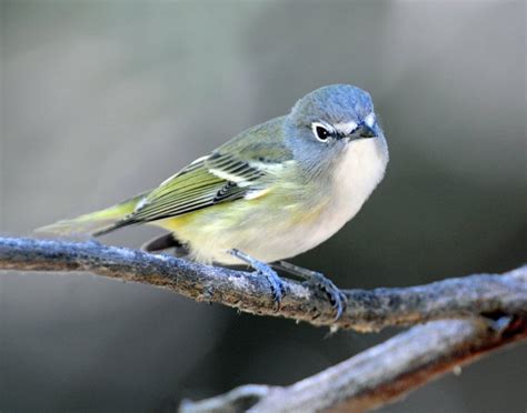 Blue-headed Vireo