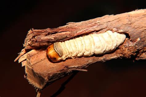 Witchetty Grubs - Taste Australia Bush Food Shop