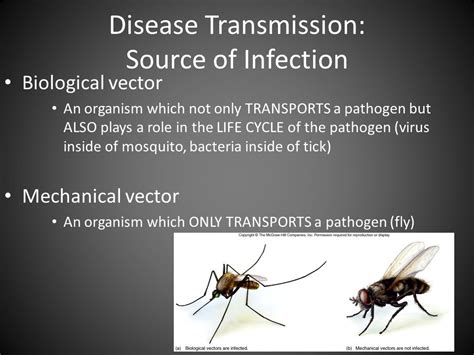 What Is A Biological Vector at Vectorified.com | Collection of What Is A Biological Vector free ...