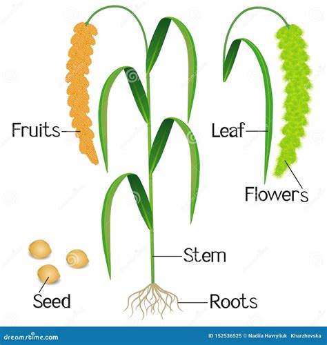 Plant Millet With Roots On A White Background. Vector Illustration ...