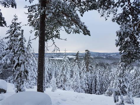 Winter in Swedish forest : r/europe