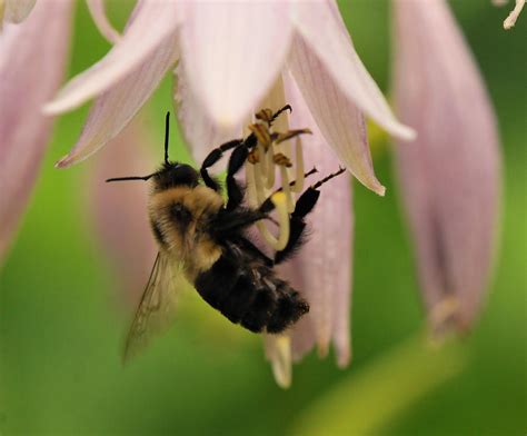 Fuzzy Bee Photograph by Michelle DiGuardi | Pixels