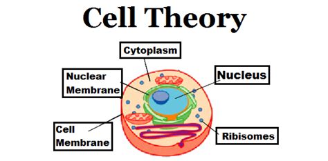 Element of Biology: Identifying the parts of Cell Theory timeline | Ti