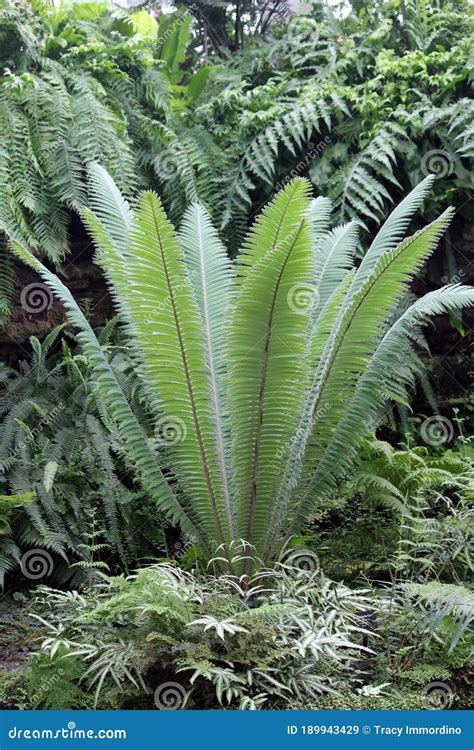 A Tall Fern with Upright Fronds Growing Amidst Many Ferns in a Forest ...