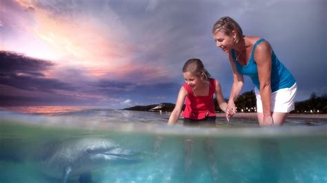 Tangalooma Dolphin Feeding - Attraction - Queensland