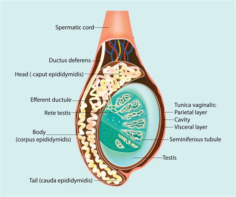 Calcium chloride chemical sterilant in testicle vs. epididymis ...