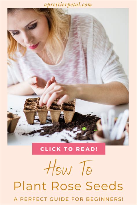 Learn how to plant rose seeds to start growing your very own garden! This guide is perfect for ...